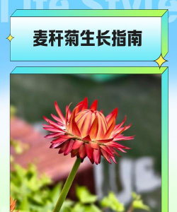 麦秆菊怎么种植方法