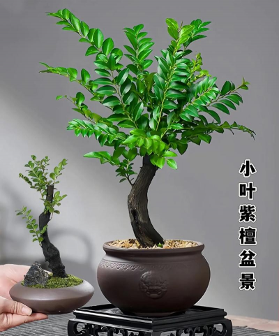 如何培植小叶紫檀盆景