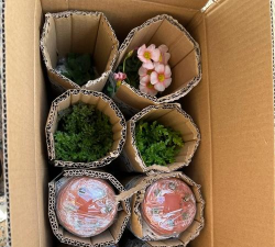 家庭养花用生根粉