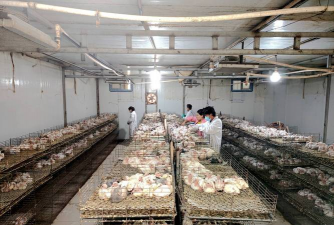 家庭养花用生根粉