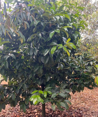 泰国山竹树用什么士