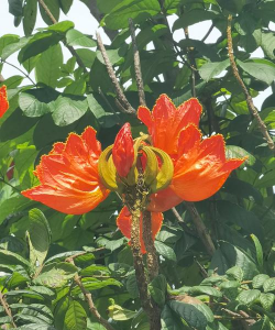 火焰木是什么科的植物