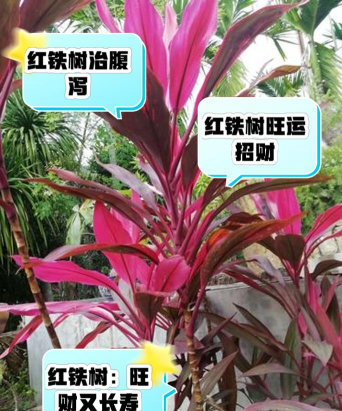 红铁树适合什么人吃