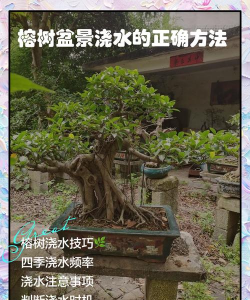 小叶榕如何浇水