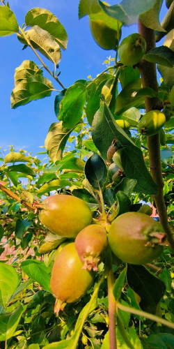 沙果和苹果可嫁接什么树