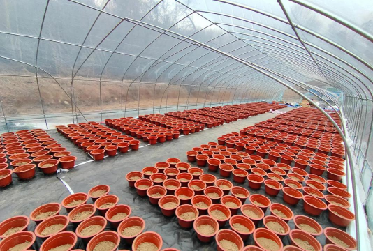 家庭养花用生根粉