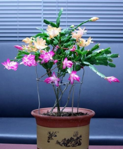 什么叶子花可以在家养