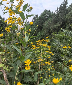洋姜开什么样的花