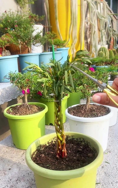 家庭养花用生根粉