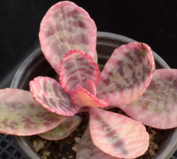 江户紫锦 如何养