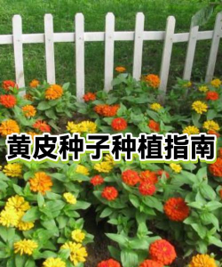 黄皮籽如何种植