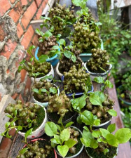 家庭养花用生根粉