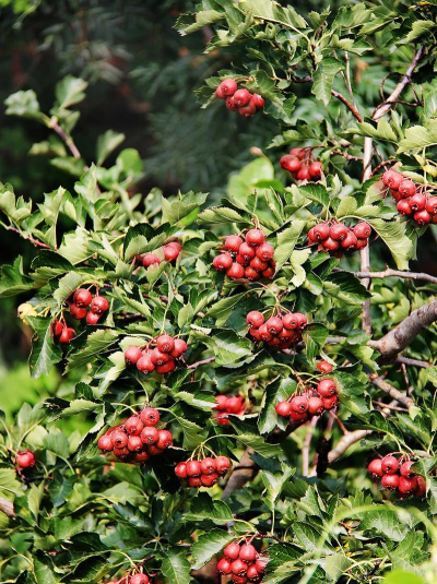 山楂树什么品种好 最新