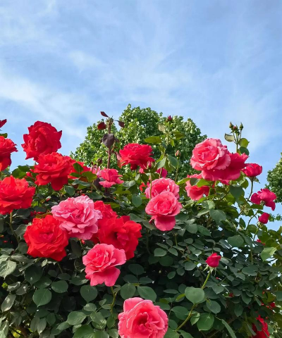 南阳市早春有什么花