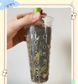 滴水观音根如何发芽