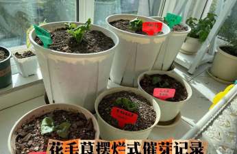 家庭养花用生根粉