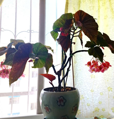 家庭养花用生根粉