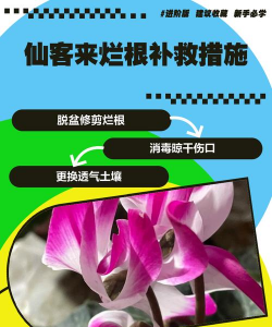 仙客来根烂了怎么办