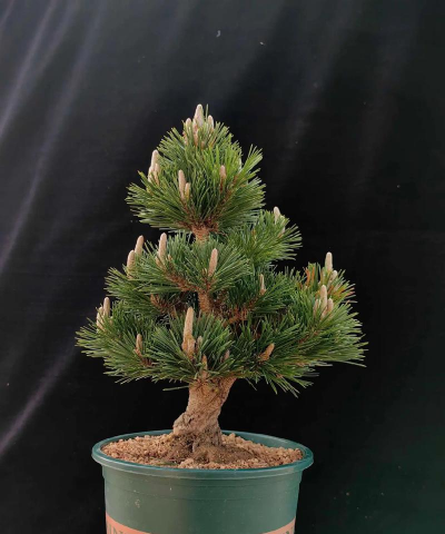 日本寿松如何养