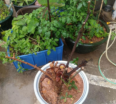 金樱子盆景如何种植