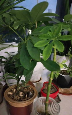 家庭养花用生根粉