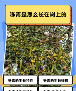 冬青树是什么季节的