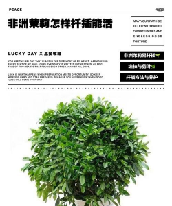 家庭养花用生根粉