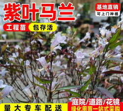 紫叶马蓝如何栽种