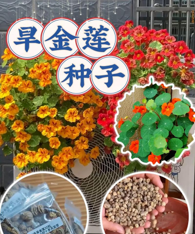 旱莲种子怎么种