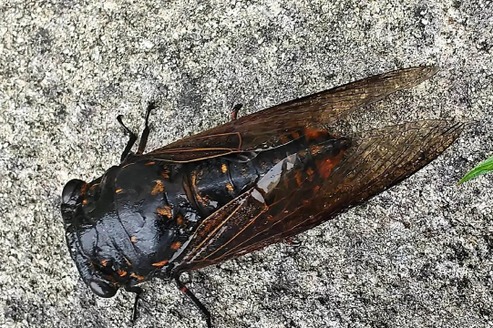 农村黄颜色的蝉是什么