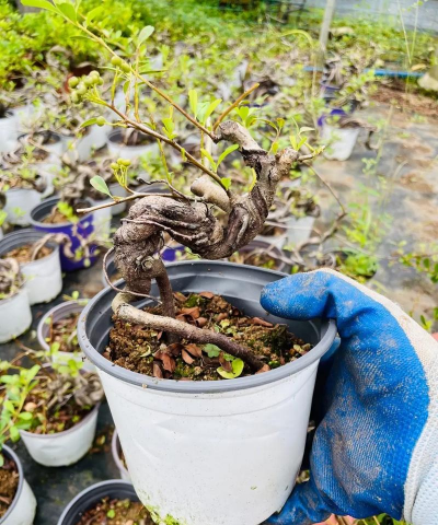 家庭养花用生根粉