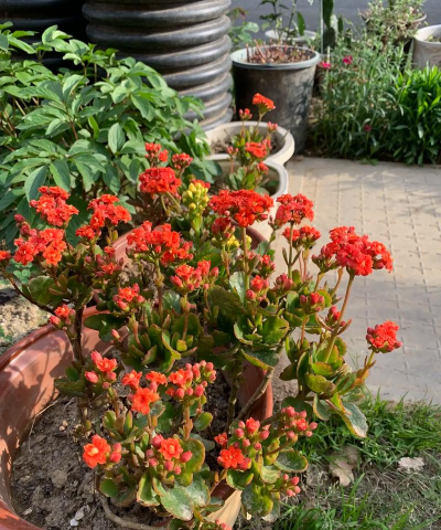 家庭养花用生根粉