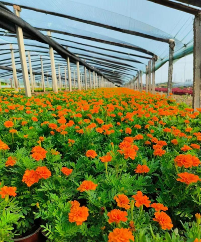 孔雀草是什么颜色的花