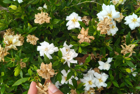 狭叶栀子冬天怎么养