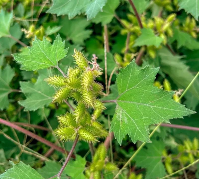 植物籽苍耳什么时候有