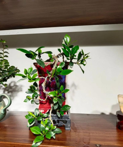 家庭养花用生根粉