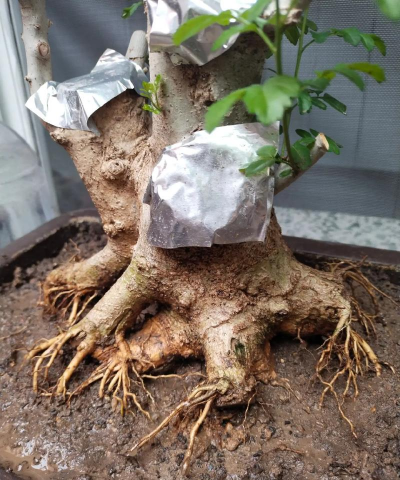 家庭养花用生根粉