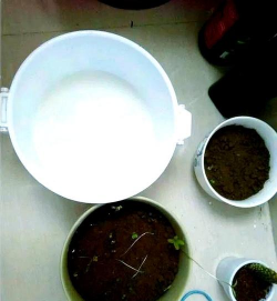 家庭养花用生根粉