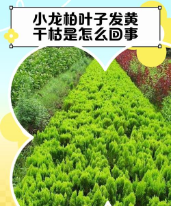 龙柏发黄怎么回事