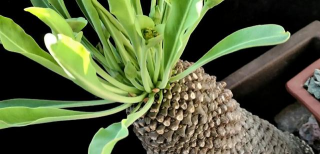 琉璃铁甲丸如何养殖