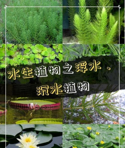 沉水植物如何水培