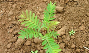 枫杨的芽是什么芽