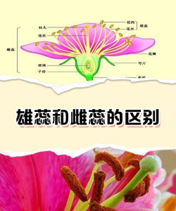 怎么区分雌性和雄性花蕊