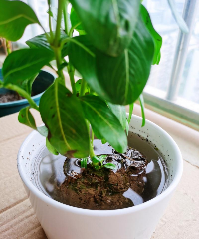 家庭养花用生根粉