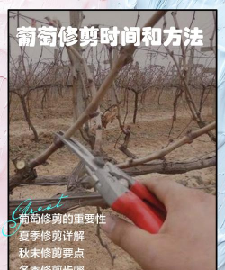 葡萄下架时候怎么剪枝