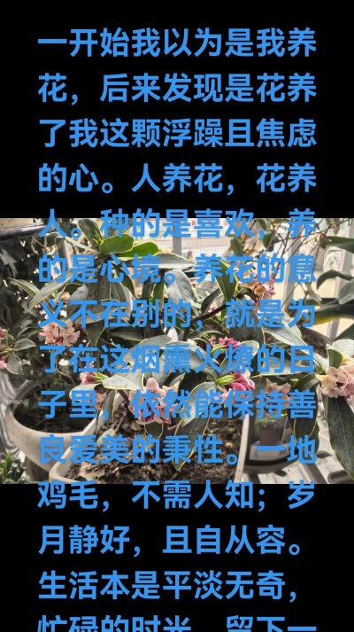 家庭养花用生根粉