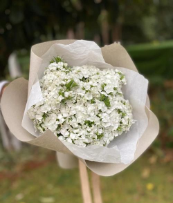 相思梅如何种植