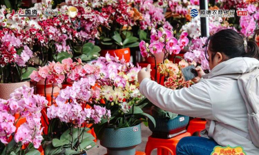 家庭养花用生根粉