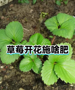 草莓初开花过期施什么肥
