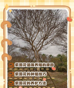 野生小叶紫薇如何养殖